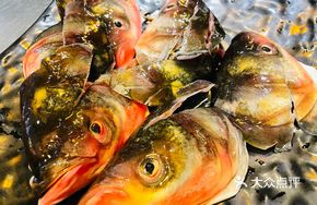 Fresh Fish Head