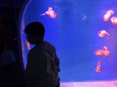 -芜湖新华联大白鲸海洋公园