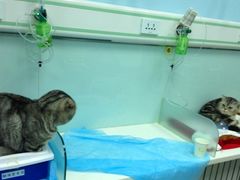 -纳吉亚猫专科动物诊疗中心(蒋宅口分院)