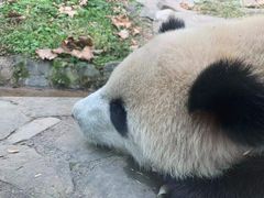 -都江堰中华大熊猫苑