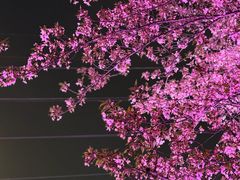 -西北湖绿化广场