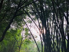 -美丽南方·老木棉匠园·团建烧烤·烤全羊