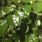 诺漫花艺馆