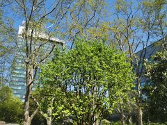 -静安公园(静安寺街道)