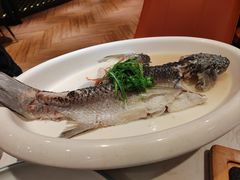 清蒸鲩鱼-顺丰轩园林酒家(天河店)