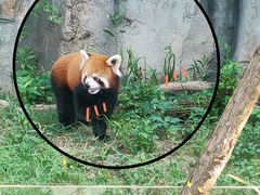 -武汉动物园
