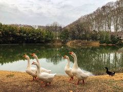 -河南省黄河迎宾馆