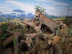 -陕西自然博物馆