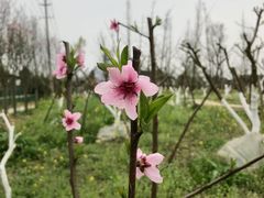 -洪湖家庭农场·团建·露营·会议
