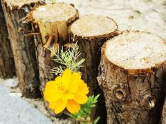 -野鸭湖国家湿地公园