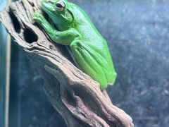 -上海大自然野生昆虫馆(东方明珠·爬宠昆虫探索中心)