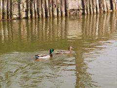-盐城丹顶鹤湿地生态旅游区
