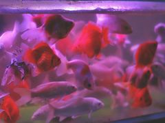 -苏州艺都古玩花鸟市场