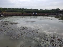 -大湾区中央湿地公园