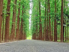 -东平国家森林公园