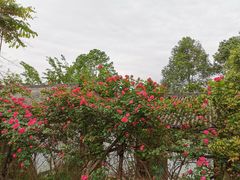 -白鹭湾湿地公园