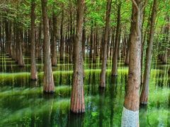 -渌洋湖湿地公园