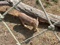 -西霞口神雕山野生动物世界