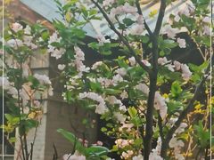 -北京大学燕东园