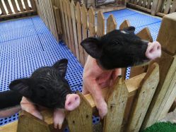 -萌宠亲子动物乐园(槐房万达店)