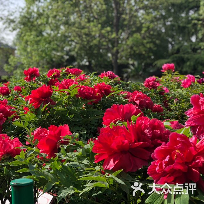 北京赏牡丹的公园图片