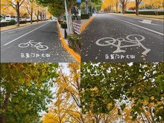 -三里屯东五街银杏大道
