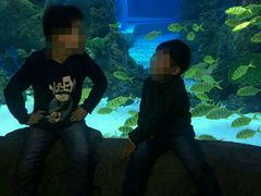 -芜湖新华联大白鲸海洋公园