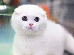 -喵百万·布偶·蓝金金渐层英短·猫舍(百子湾店)