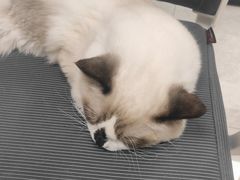 -良伴无忧宠物医院(泰欣嘉园店)