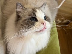 -滚猫咖啡·猫咖·猫友好撸猫(未来城店)