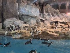 -帝企鹅自助餐厅•儿童岛•真企鹅(长隆企鹅酒店)