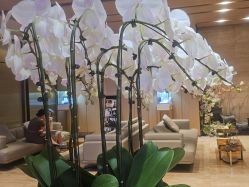 -恒美雅轩·品牌直营连锁