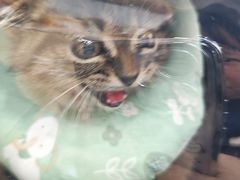 -瑞派宠物医院·犬猫全科·猫友好(宾水西道店)