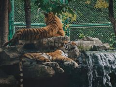 -上海野生动物园