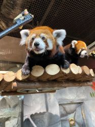 -Zoolung Zoolung动物主题公园(海信广场店)