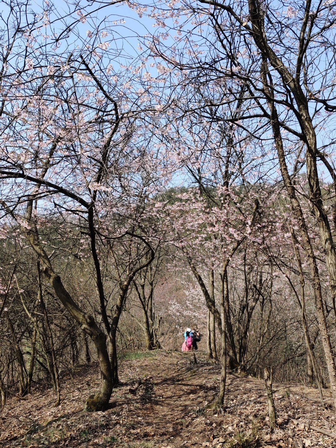 浮云岭山樱花盛开|陌上花开 花香浮云-大众点评