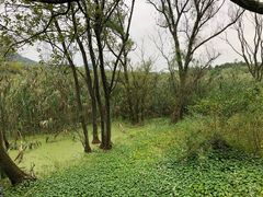 -西湖风景区-江洋畈生态公园