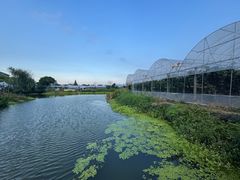 -马陆小张葡萄园农家乐