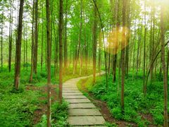 -桤木河湿地公园