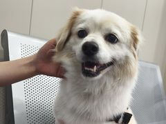 -创凡宠物医院·骨专科  猫科中心(西乡分院)