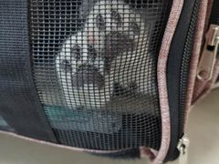 -宠福鑫康馨动物医院·骨科·眼科