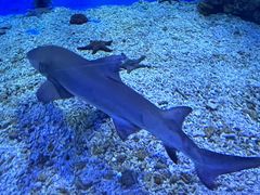 -太平洋海底世界