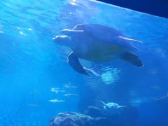 -多彩贵州城极地海洋世界