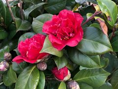 -武汉紫薇都市田园