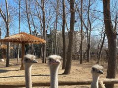 -大连森林动物园