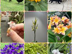 -上海辰山植物园