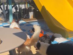 -爪吧宠物乐园 (温榆河示范区店)