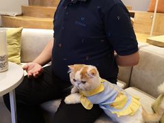 -啵啵喵·猫咖(攀华国际店)