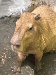 -Zoolung Zoolung动物主题公园(海信广场店)