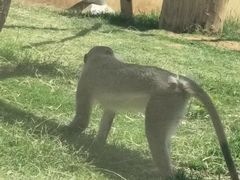 -合肥野生动物园